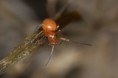 /album/linyphiidae/nematogmus-sanguinolentus-r-jpg/